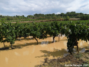 inondation vignes web