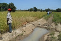 GENERIA  Burkina-Faso : Gestion des nouveaux risques et opportunités pour les cultures de bas-fonds en zone soudanienne