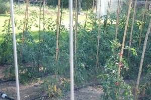 Culture de tomates irriguée