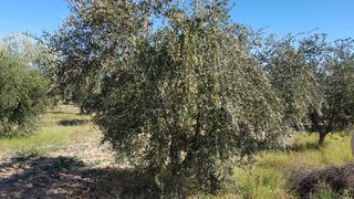 Irrigation goutte a goutte Oliviers Kairouan Tunisie