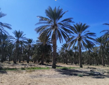 oasis jemna Hamamouche pg