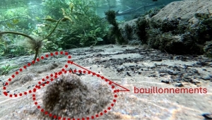 Par les températures qui courent en ce moment, remercions les eaux souterraines qui maintiennent la vie aquatique de nos rivières à l'abri de la canicule