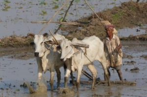 Les tracteurs ont progressivement remplacé les buffles pour les travaux de préparation des rizières cambodgiennes