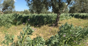 Agroforesterie, associant la production d’olives, piments et fèves sur la même parcelle (Plaine de Kairouan, Tunisie).